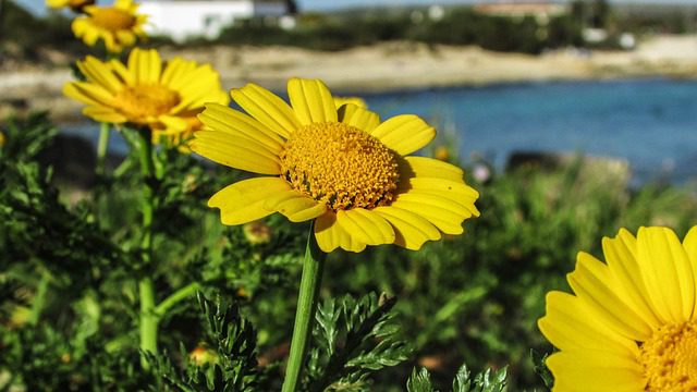 Proprietà dell'arnica