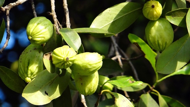 Perdere peso con Garcinia Cambogia: funziona davvero?