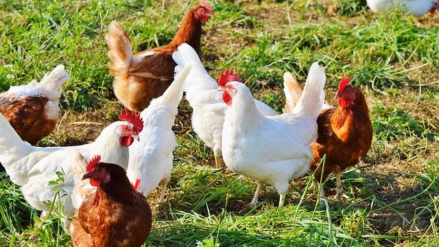 Allevamento galline ovaiole in casa