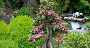 Bonsai: cosa sono e come distinguere le varie specie Tipi di bonsai