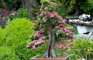 Bonsai: cosa sono e come distinguere le varie specie Tipi di bonsai