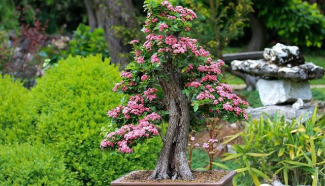 Tipi di bonsai