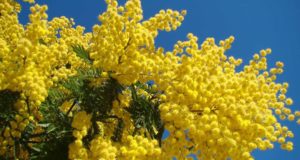 Giornata internazionale della donna: che cos’è e perché è importante Giornata internazionale della donna