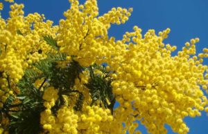 Giornata internazionale della donna: che cos’è e perché è importante Giornata internazionale della donna