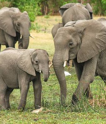 Viaggi virtuali: le mete da visitare comodamente a casa tua Viaggio in Africa