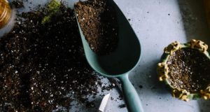 Strumenti e accessori per il giardinaggio: quali sono i migliori Attrezzatura da giardino