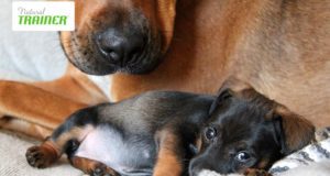 Alimentazione funzionale per i nostri amici a quattro zampe Alimentazione del cane