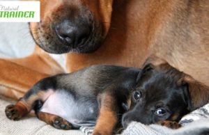 Alimentazione funzionale per i nostri amici a quattro zampe Alimentazione del cane