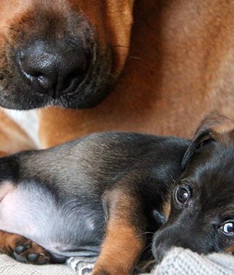 Alimentazione funzionale per i nostri amici a quattro zampe Alimentazione del cane