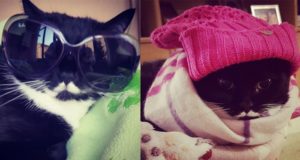 Isotta Catfluencer: la versione felina della Ferragni Isotta Catfluencer