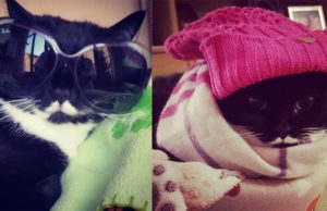 Isotta Catfluencer: la versione felina della Ferragni Isotta Catfluencer