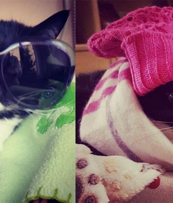 Isotta Catfluencer: la versione felina della Ferragni Isotta Catfluencer