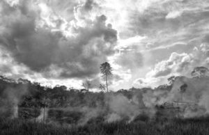 Amazzonia, incendi e deforestazione: quando smetteremo di essere indifferenti? Amazzonia incendi deforestazione