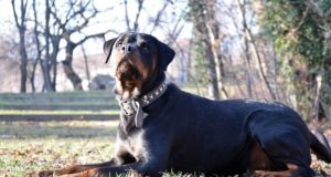 Rottweiler: caratteristiche e personalità Rottweiler