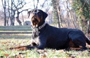 Rottweiler: caratteristiche e personalità Rottweiler