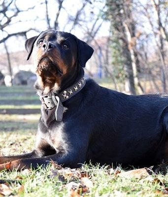 Rottweiler: caratteristiche e personalità Rottweiler