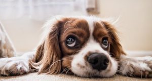 Il benessere di Fido inizia dalle crocchette di qualità Gestazione del cane