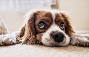 Guida alle nuove regole ENAC per portare gli animali in cabina Gestazione del cane