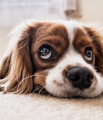 Guida alle nuove regole ENAC per portare gli animali in cabina Gestazione del cane