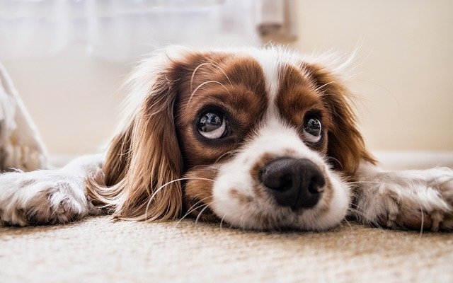 Gestazione del cane