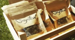 Coronavirus: gli effetti sul mercato della canapa light in Italia Cannabis light