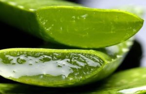 Aloe Ferox: proprietà dimagranti e controindicazioni Aloe Ferox