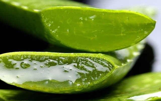 Aloe Ferox