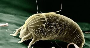 Allergia agli acari della polvere: sintomi e cura Allergia agli acari della polvere
