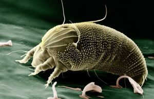Allergia agli acari della polvere: sintomi e cura Allergia agli acari della polvere
