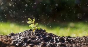 Pozzi neri e fosse biologiche: qual è la differenza? Pozzi neri e fosse biologiche