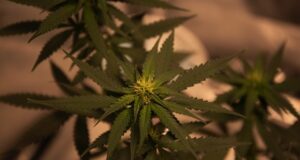 Cannabis terapeutica: ecco cosa sapere Cannabis terapeutica