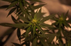 Cannabis light: l’oro verde attento all’ambiente Cannabis terapeutica