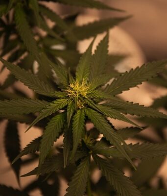 Cannabis terapeutica: ecco cosa sapere Cannabis terapeutica