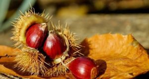 Come cuocere le castagne: 3 metodi semplici e veloci Castagne