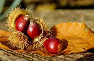 Come cuocere le castagne: 3 metodi semplici e veloci Castagne