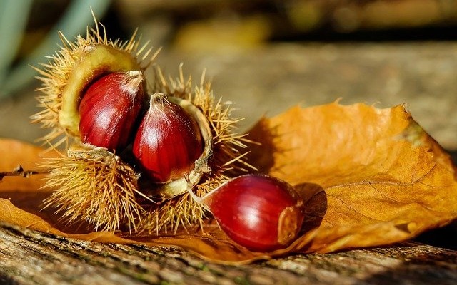 Castagne