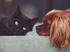Passaporto per cani e gatti: cos’è, a cosa serve e come si ottiene Test personalità cani o gatti