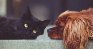 Passaporto per cani e gatti: cos’è, a cosa serve e come si ottiene Test personalità cani o gatti