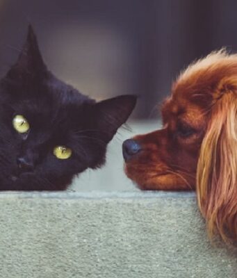 Gli animali domestici: quali leggi regolarizzano la loro esistenza Test personalità cani o gatti