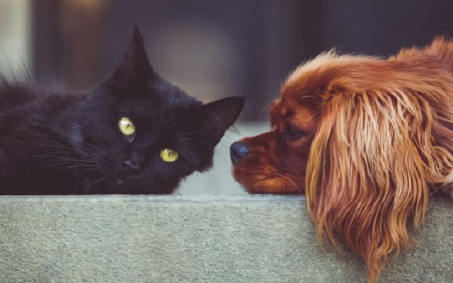 Test personalità cani o gatti
