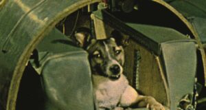La triste storia di Laika e del suo viaggio a senso unico nello spazio Cane Laika