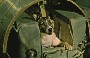 La triste storia di Laika e del suo viaggio a senso unico nello spazio Cane Laika
