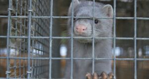 Covid, Danimarca abbatterà 15 mln di visoni: trasmettono mutazione virus Visoni Danimarca