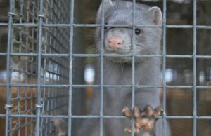 Covid, Danimarca abbatterà 15 mln di visoni: trasmettono mutazione virus Visoni Danimarca