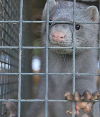 Covid, Danimarca abbatterà 15 mln di visoni: trasmettono mutazione virus Visoni Danimarca