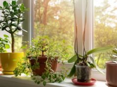 Le migliori piante da balcone per la stagione calda Piante per la casa