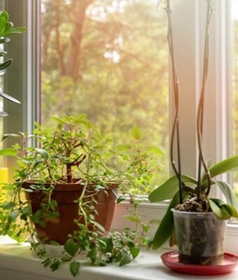 Come gestire le piante durante l’inverno: guida e consigli su come fare Piante per la casa