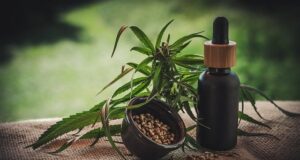 I diversi tipi di fioritura del CBD/della cannabis Semi di cannabis