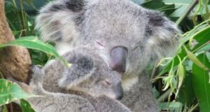 21 gennaio: Giornata mondiale dell’abbraccio Giornata mondiale dell'abbraccio