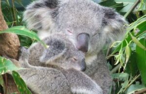 21 gennaio: Giornata mondiale dell’abbraccio Giornata mondiale dell'abbraccio